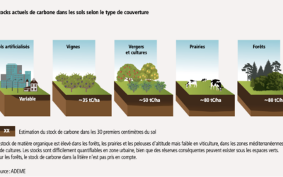Quelle est la place de l’agriculture dans l’augmentation des puits de carbone ?