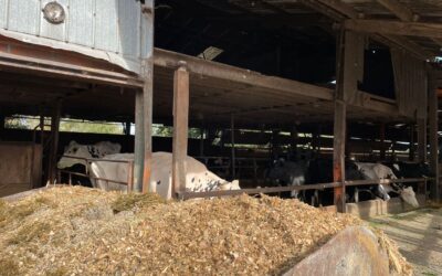 L’amélioration de l’alimentation du troupeau pour réduire l’empreinte carbone en élevage bovins